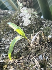 Polystachya sandersonii