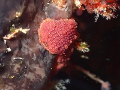 Aplidium flavolineatum
