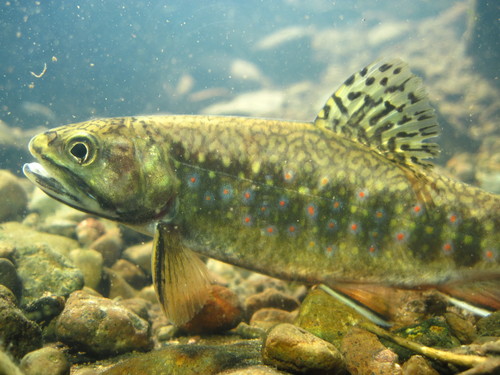 Brook Trout