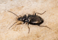 Agonum viduum