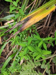 Hypericum lanceolatum