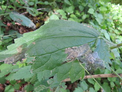 Agromyza pseudoreptans