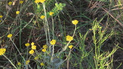 Helichrysum anomalum