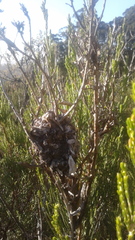 Crematogaster peringueyi