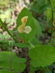 Vicia grandiflora