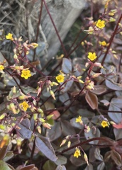 Oxalis spiralis
