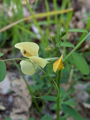 Vicia grandiflora