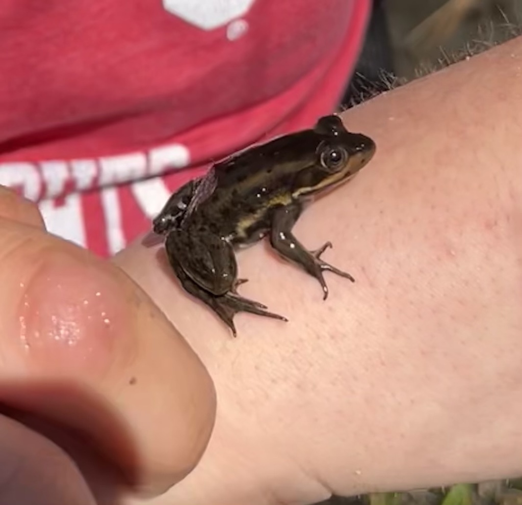Carpenter Frog from Colliers Mills, Jackson, NJ, US on May 1, 2022 at ...