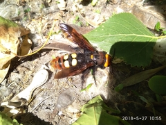 Megascolia maculata maculata