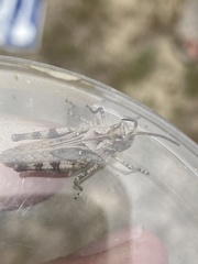 Psinidia fenestralis