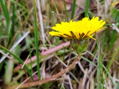 Taraxacum nordstedtii