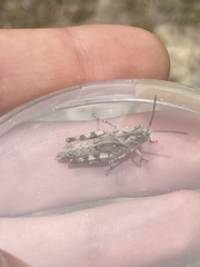 Psinidia fenestralis