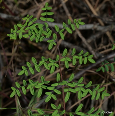 Pellaea andromedifolia