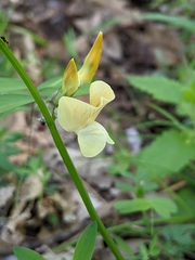 Vicia grandiflora