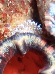 Antiopella longidentata