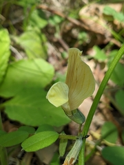 Vicia grandiflora
