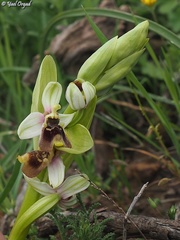Ophrys bornmuelleri