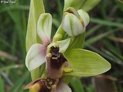 Ophrys bornmuelleri
