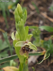 Ophrys bornmuelleri