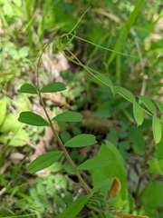 Vicia grandiflora