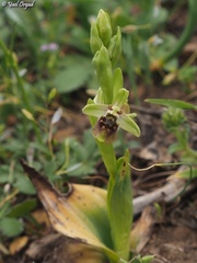 Ophrys bornmuelleri