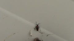 Capsodes