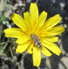 Acmaeodera idahoensis