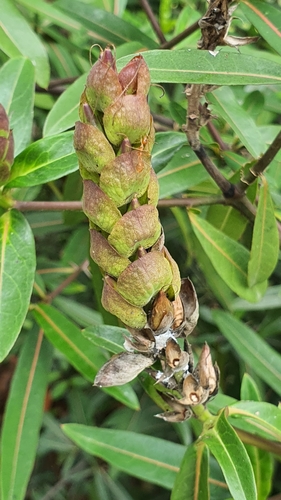 Hop-headed Barleria