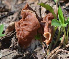 Gyromitra fastigiata