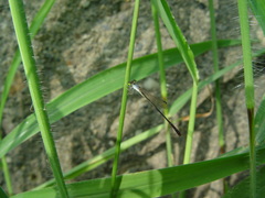 Agriocnemis femina oryzae