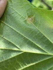 Hormaphis hamamelidis