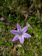 Triteleia