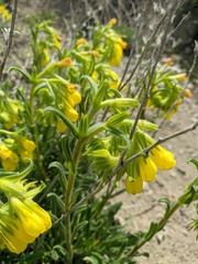 Onosma rigida
