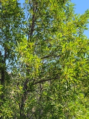 Lyonothamnus floribundus floribundus