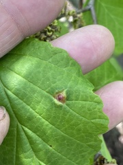 Hormaphis hamamelidis