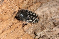 Acmaeodera obtusa