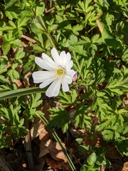 Anemonoides apennina