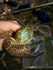 Procambarus spiculifer