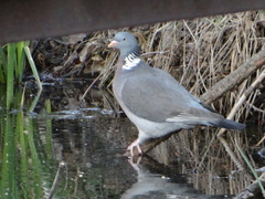 Columba palumbus