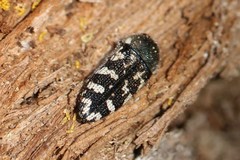 Acmaeodera obtusa