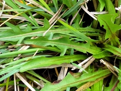 Taraxacum nordstedtii