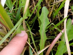 Taraxacum nordstedtii