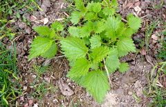 Urtica dioica