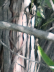 Lyonothamnus floribundus floribundus