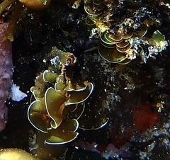 Exallosorus harveyanus