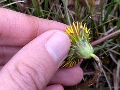 Taraxacum nordstedtii