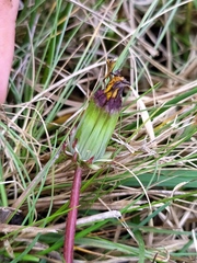 Taraxacum nordstedtii