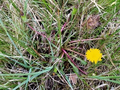 Taraxacum nordstedtii