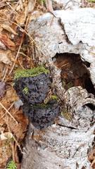 Fungi
