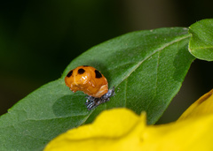 Harmonia dimidiata